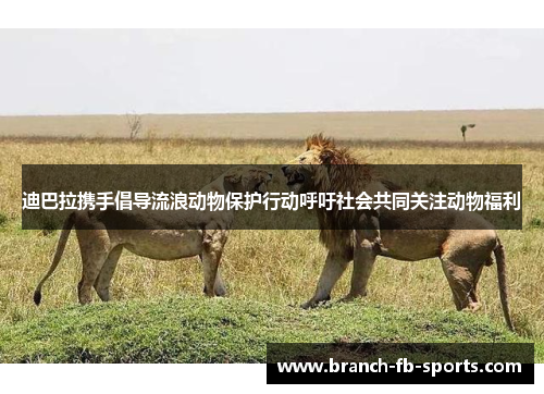 迪巴拉携手倡导流浪动物保护行动呼吁社会共同关注动物福利
